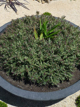 Shallow Bowl